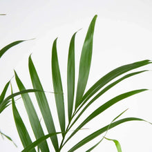 CostaFarmsCatPalmTree_HouseplantinNurseryPot_2-pack1 - Brands For Less USA