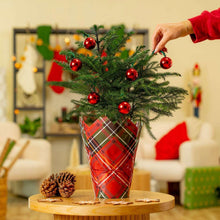 Costa Farms Decorated Norfolk Island Pine Christmas Tree, Houseplant in Decor Cover, 2-pack