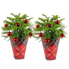 CostaFarmsDecoratedNorfolkIslandPineChristmasTree-HouseplantinDecorCover-2-pack1-_1 - USA Mega Market