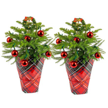 CostaFarmsDecoratedNorfolkIslandPineLiveChristmasTree-HouseplantinDecorCover-2-pack-_1_f917282b-02b8-4ffd-a8ae-7a361f9af140 - USA Mega Market