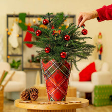 CostaFarmsDecoratedNorfolkIslandPineLiveChristmasTree-HouseplantinDecorCover-2-pack2-_3_79677781-1a1f-476c-bf04-9d1b913690df - USA Mega Market