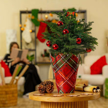 CostaFarmsDecoratedNorfolkIslandPineLiveChristmasTree-HouseplantinDecorCover-2-pack3-_4_f5d4a14d-dd15-4519-bad5-1d16481a08bc - USA Mega Market