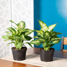 CostaFarmsDieffenbachiaHouseplantinNurseryPot-2-pack-_3 - USA Mega Market