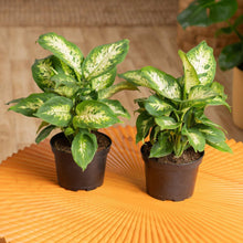 CostaFarmsDieffenbachiaHouseplantinNurseryPot-2-pack1-_2 - USA Mega Market