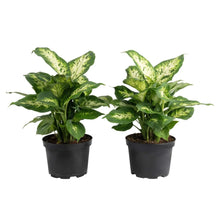 CostaFarmsDieffenbachiaHouseplantinNurseryPot-2-pack2-_1 - USA Mega Market