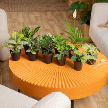 CostaFarmsExoticAngelsAssortedCleanAirHouseplantCollectioninNurseryPot-10-pack-_3_fc70a6d1-df10-422a-a417-23fe15a74173 - USA Mega Market