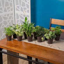 CostaFarmsExoticAngelsAssortedCleanAirHouseplantCollectioninNurseryPot-10-pack1-_2_63dd553b-4728-4361-a3bc-c251a097b793 - USA Mega Market