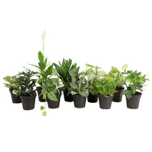 CostaFarmsExoticAngelsAssortedCleanAirHouseplantCollectioninNurseryPot-10-pack2-_1 - Brands For Less USA
