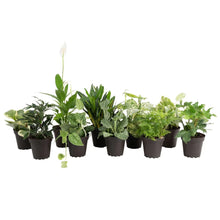 CostaFarmsExoticAngelsAssortedCleanAirHouseplantCollectioninNurseryPot-10-pack2-_1_5ea2500f-5954-4669-a1a9-30147ea2872e - USA Mega Market