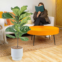CostaFarmsFiddleLeafFigTree-FicusLyrata-HouseplantinDecorPlanter1-_3 - USA Mega Market
