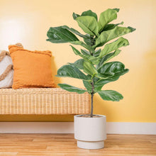 CostaFarmsFiddleLeafFigTree-FicusLyrata-HouseplantinDecorPlanter2-_2 - USA Mega Market