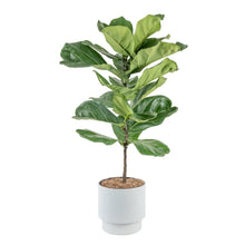 CostaFarmsFiddleLeafFigTree_FicusLyrata_HouseplantinDecorPlanter3 - USA Mega Market