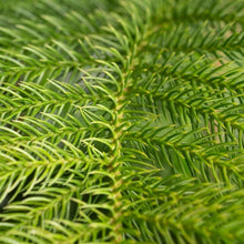 CostaFarmsNorfolkIslandPineDecoratedChristmasTree-HouseplantinDecorPlanter-_4 - USA Mega Market