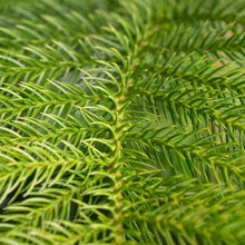 CostaFarmsNorfolkIslandPineDecoratedChristmasTree-HouseplantinDecorPlanter-_4 - Brands For Less USA