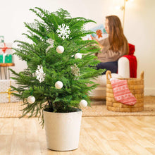 CostaFarmsNorfolkIslandPineDecoratedChristmasTree-HouseplantinDecorPlanter1-_3 - USA Mega Market