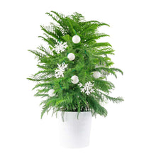 CostaFarmsNorfolkIslandPineDecoratedChristmasTree-HouseplantinDecorPlanter3-_1 - USA Mega Market