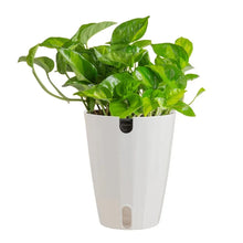 CostaFarmsPothosinSelf-wateringPot - USA Mega Market