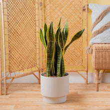 Costa Farms Sansevieria, Snake Plant Houseplant in Decor Planter