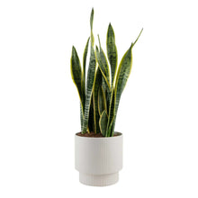 CostaFarmsSansevieria_SnakePlantHouseplantinDecorPlanter2_76027a39-11a5-4450-81b6-5d7532cb1d83 - USA Mega Market