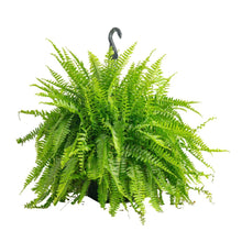 CostaFarmsXLBostonFerninNurseryPot - USA Mega Market