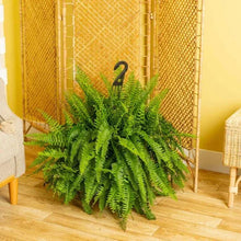 Costa Farms XL Boston Fern in Nursery Pot