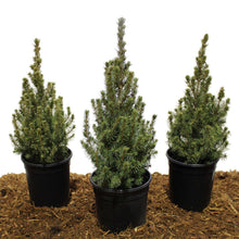 DwarfAlbertaSpruce-3-pack-_1 - USA Mega Market