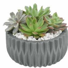 Echeveria Succulent Garden