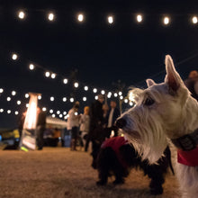 EcoScapes36_LEDShatterproofCafeStringLights_18Bulbs5 - USA Mega Market