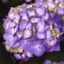 Endless-Summer-BloomStruck-Reblo1 - USA Mega Market