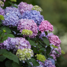 Endless-Summer-BloomStruck-Reblo2 - USA Mega Market