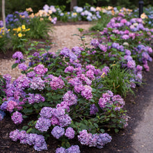 Endless Summer BloomStruck Reblooming Hydrangea Live Shrub in 2-Gallon Grower Pot