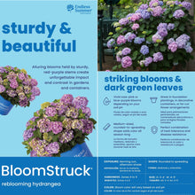 Endless-Summer-BloomStruck-Reblo4 - USA Mega Market