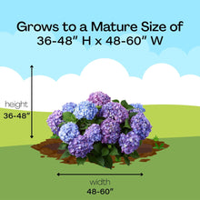 Endless Summer BloomStruck Reblooming Hydrangea Live Shrub in 2-Gallon Grower Pot