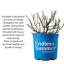 Endless-Summer-BloomStruck-Reblo8 - USA Mega Market