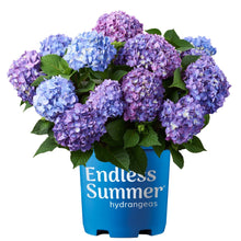Endless-Summer-BloomStruck-Reblo - USA Mega Market
