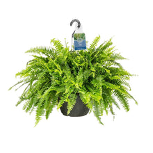 Expert-Gardener-1-5Gal-Green-Bos-_1 - USA Mega Market