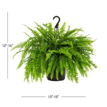 Expert-Gardener-1-5Gal-Green-Bos2-_3 - USA Mega Market