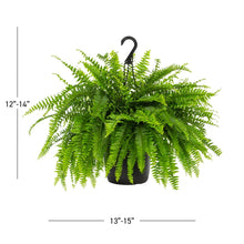 Expert Gardener 20-24" Wide Boston Fern Live Plant in 1.5-Gallon Grower Pot