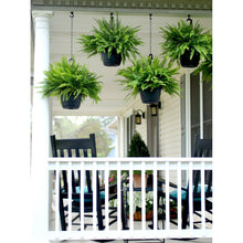 Expert Gardener 20-24" Wide Boston Fern Live Plant in 1.5-Gallon Grower Pot