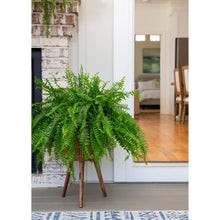 Expert Gardener 20-24" Wide Boston Fern Live Plant in 1.5-Gallon Grower Pot