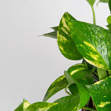 Expert Gardener 12" Green Pothos House Plant in 6" Hanging Basket