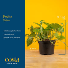 Expert-Gardener-Live-Indoor-Plan5 - USA Mega Market