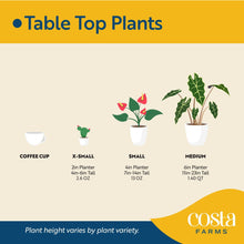 Expert-Gardener-Live-Indoor-Plan8 - USA Mega Market