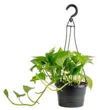 Expert-Gardener-Live-Indoor-Plan - USA Mega Market