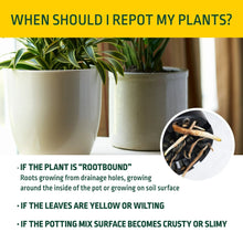 Expert Gardener Potting Mix for Potted Plants, Indoor and Outdoor Soil