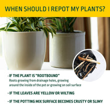 Expert-Gardener-Potting-Mix-for7_c1416b33-23fe-4b57-866c-ad6f0a2ac9b2 - USA Mega Market