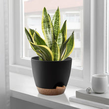 FOUKUS-Set-5-Self-Watering-Plant5_29448a32-f3e0-4c86-bd00-5920c04c9ab3 - USA Mega Market