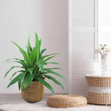 Faux42DracaenainHandwovenBoho-StyleBasket-_4 - USA Mega Market
