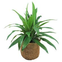 Faux42DracaenainHandwovenBoho-StyleBasket3_de74bd9f-18a1-4ef0-b083-ede67a5861ff - USA Mega Market