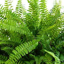 Faux42FerninPlanter1-_4 - USA Mega Market